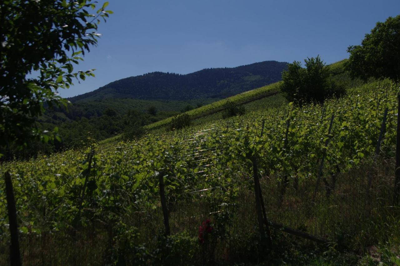 De Charme Au Coeur Du Vignoble Alsacien Ferienhaus